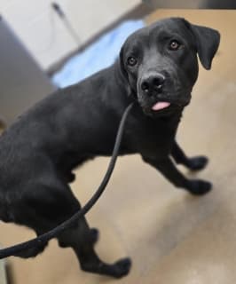 Martin, a Labrador Retriever (mix breed), available for adoption