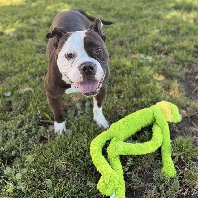 Ivy, a American Bulldog, available for adoption