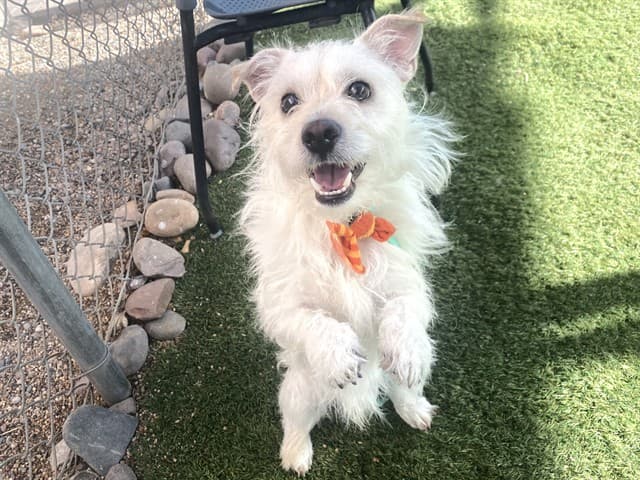 Phergus, a West Highland White Terrier Westie, available for adoption
