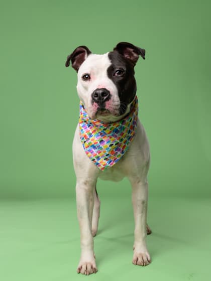 Shoobie, a Pit Bull Terrier, available for adoption