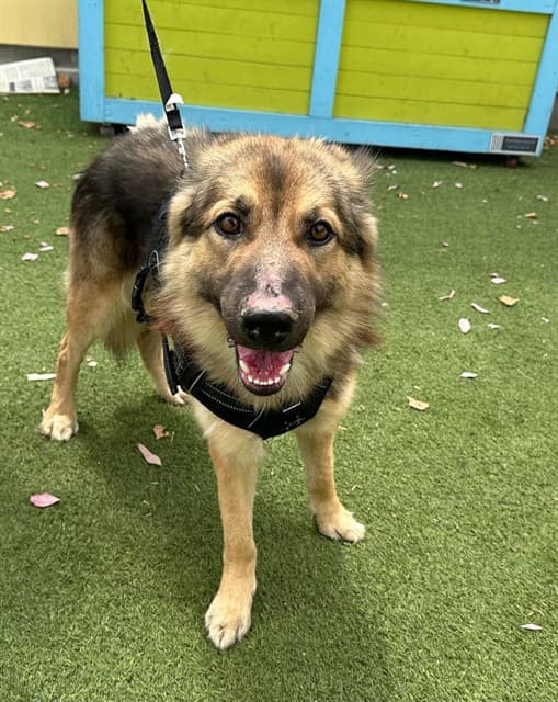 Oso, a German Shepherd, available for adoption
