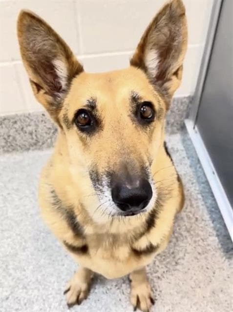 Flora, a German Shepherd, available for adoption