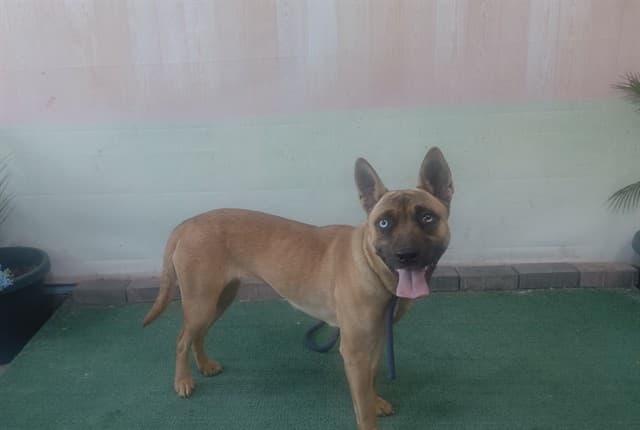 Emerald, a German Shepherd, available for adoption