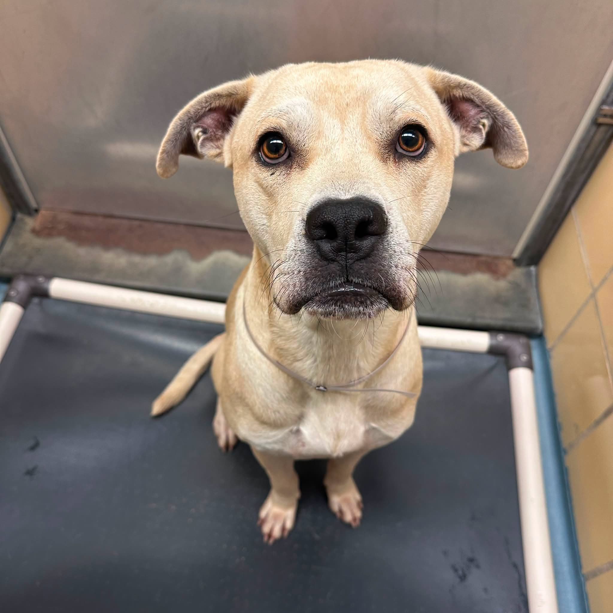 Chad, a American Staffordshire Terrier, available for adoption