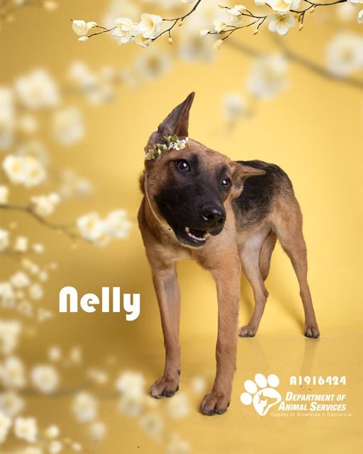 Nelly, a German Shepherd (mix breed), available for adoption