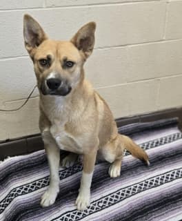 Santiago, a Shepherd (mix breed), available for adoption