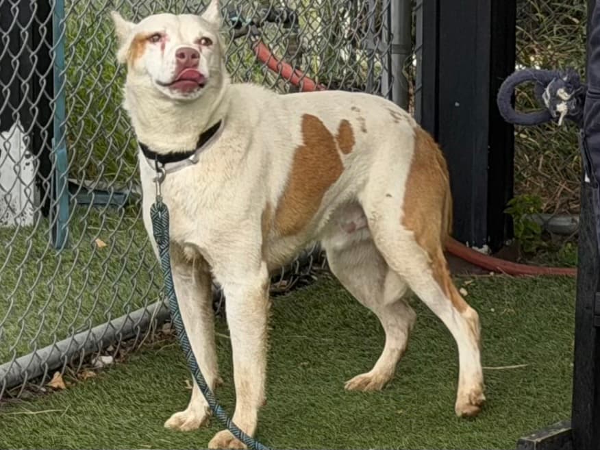 Champ, a Australian Cattle Dog/Blue Heeler, available for adoption