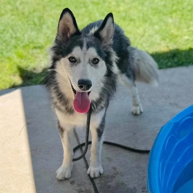 Gage, a Siberian Husky, available for adoption