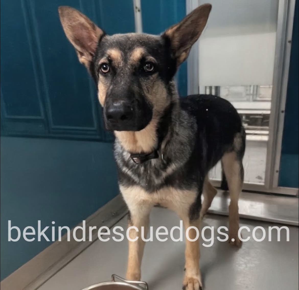 A477796, a German Shepherd, available for adoption