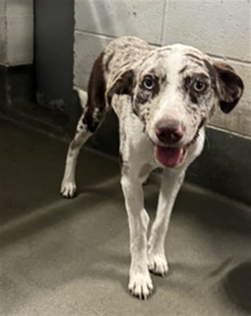 A034539, a Catahoula Leopard Dog, available for adoption