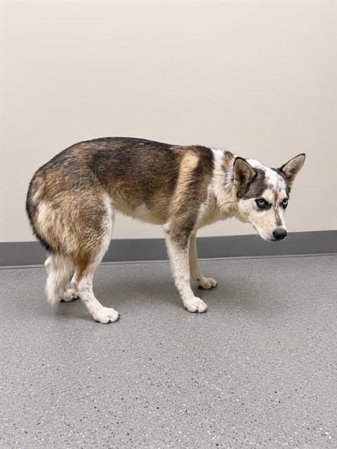 Lyle, a Husky, available for adoption
