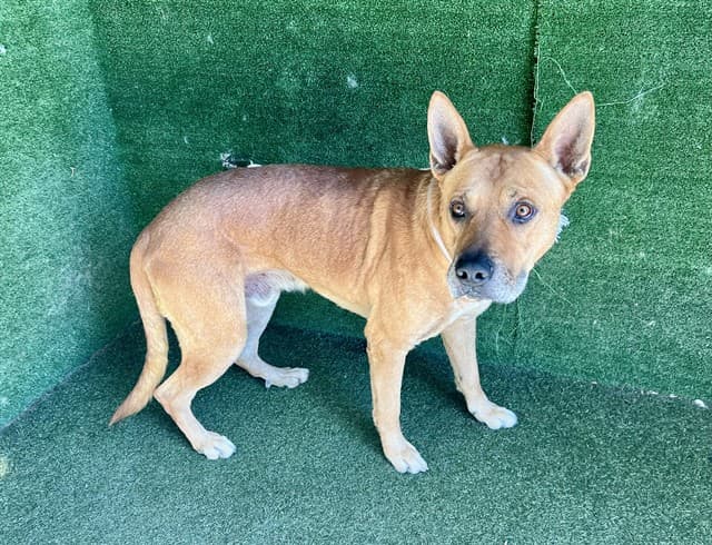 Rex, a Rottweiler, available for adoption