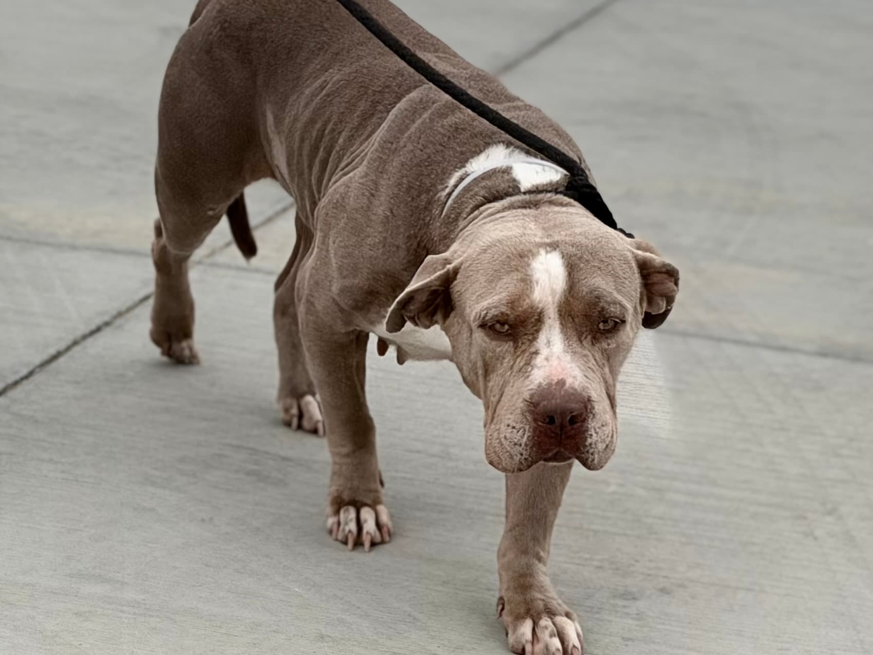 Jules, a Pit Bull Terrier, available for adoption