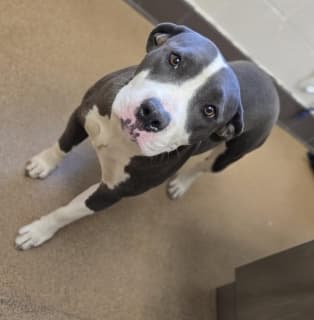 Melanie, a Pit Bull Terrier (mix breed), available for adoption