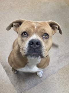 Ono, a Pit Bull Terrier (mix breed), available for adoption
