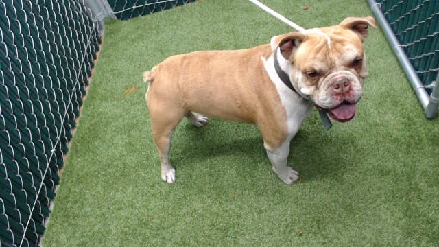Mugs, a American Bulldog, available for adoption