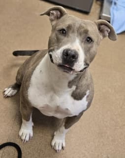 Love, a Pit Bull Terrier (mix breed), available for adoption