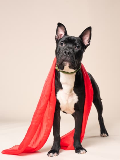 Kingston, a Fox Terrier, available for adoption
