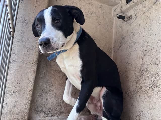 A477773, a Labrador Retriever, available for adoption