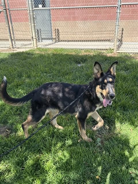 Taylor, a German Shepherd, available for adoption
