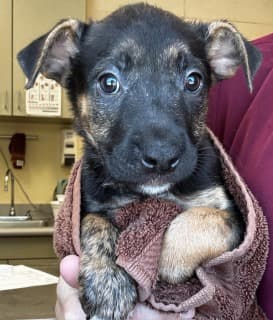 Dove, a Shepherd (mix breed), available for adoption