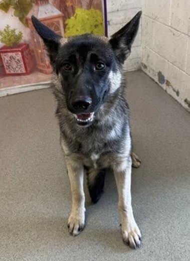 Moana, a German Shepherd, available for adoption
