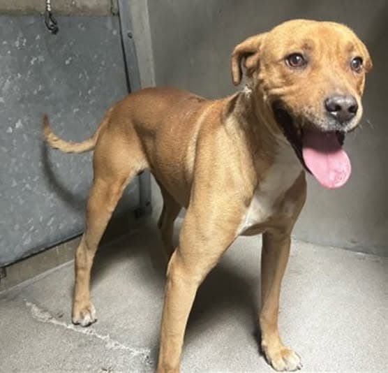 Baxter, a Pit Bull Terrier (mix breed), available for adoption