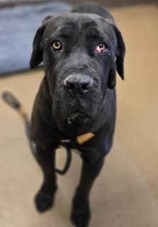 Barbet, a Cane Corso Mastiff (mix breed), available for adoption