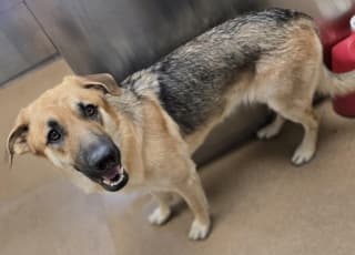Tootsie, a German Shepherd (mix breed), available for adoption