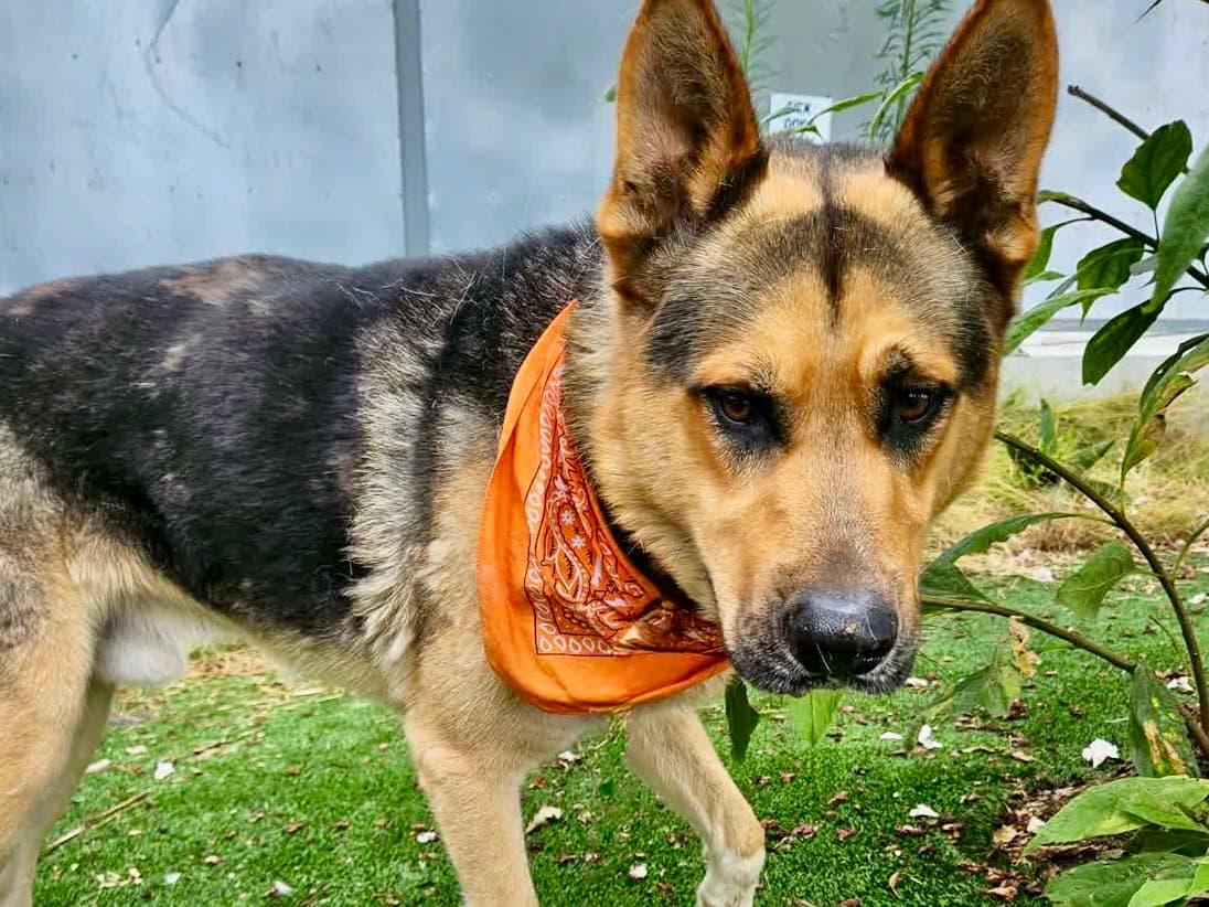 Bone, a German Shepherd, available for adoption