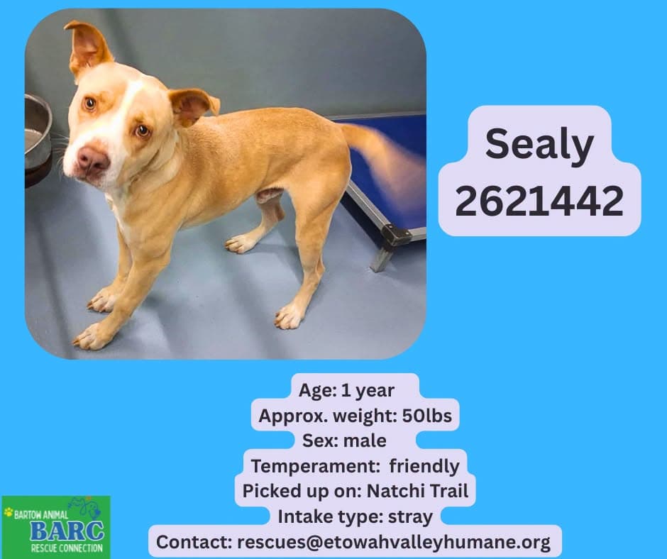 Sealy, a American Staffordshire Terrier, available for adoption