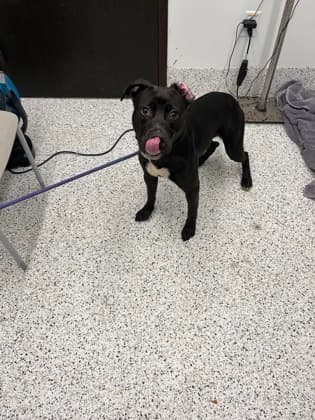 Bobble4, a Terrier, available for adoption