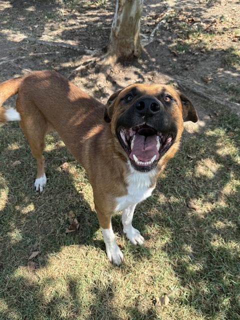 Jack, a German Shepherd (mix breed), available for adoption