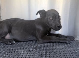 Albert, a Labrador Retriever (mix breed), available for adoption