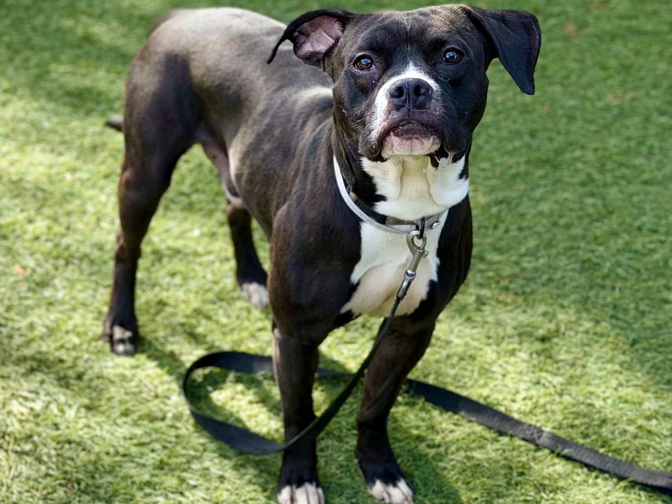 Bently, a Pit Bull Terrier, available for adoption