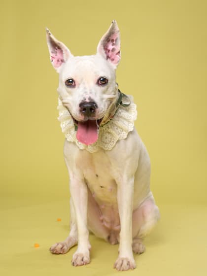 Winter6, a Terrier, available for adoption