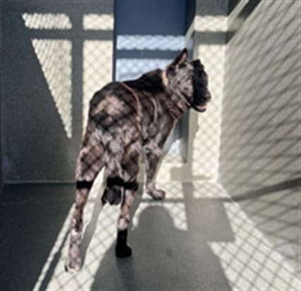 A5787766, a German Shepherd, available for adoption