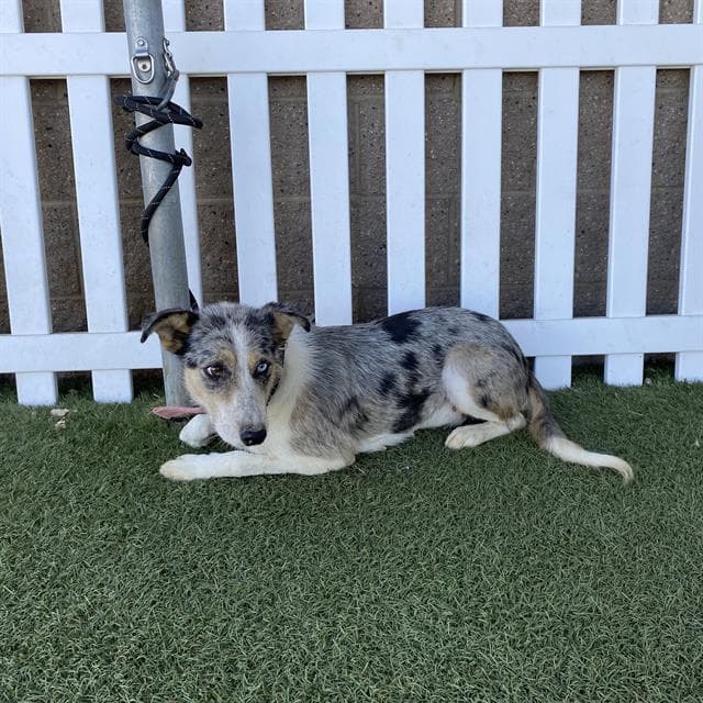 Westy, a Australian Cattle Dog/Blue Heeler, available for adoption