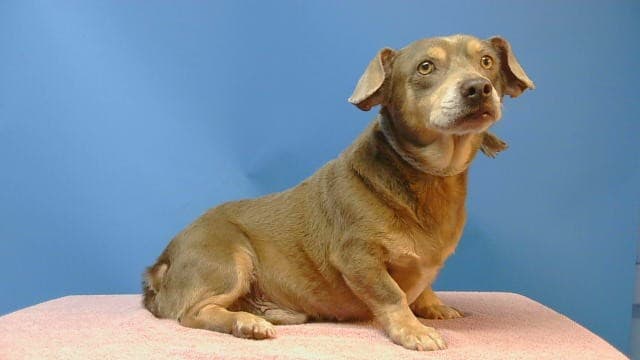 Panzon, a Dachshund, available for adoption