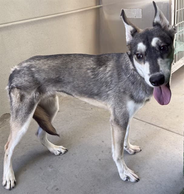 Duke, a Siberian Husky, available for adoption