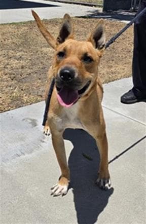 Wimbo, a Terrier, available for adoption