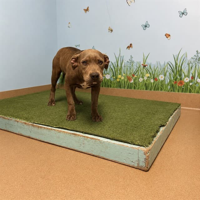 Trixie, a Pit Bull Terrier, available for adoption
