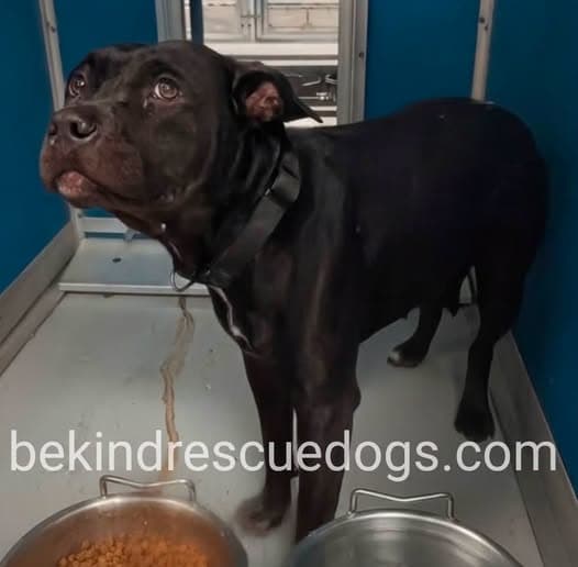 A477797, a Pit Bull Terrier, available for adoption