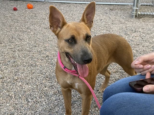 Goldie, a Belgian Shepherd Malinois (mix breed), available for adoption