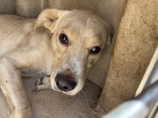 A477236, a Labrador Retriever, available for adoption