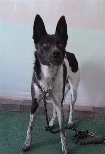 Iris, a Australian Cattle Dog/Blue Heeler, available for adoption