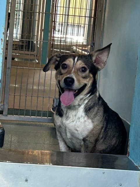 Chato, a Pug, available for adoption