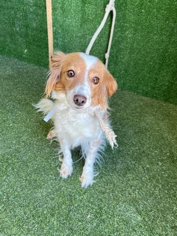 Elsa, a Cocker Spaniel, available for adoption