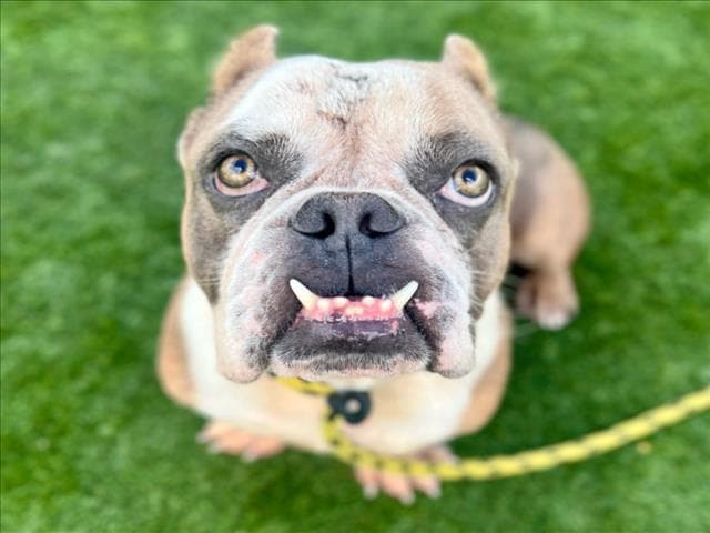 Chase, a English Bulldog, available for adoption