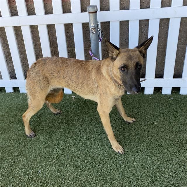 Bunny, a Belgian Shepherd Malinois, available for adoption